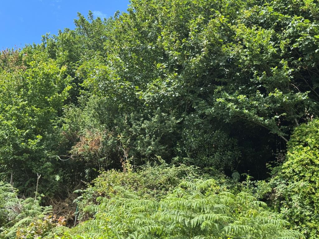 Lot: 75 - VILLAGE CENTRE LAND WITH POTENTIAL AND EXISTING SUMMER HOUSE - Looking Up at some of the Site